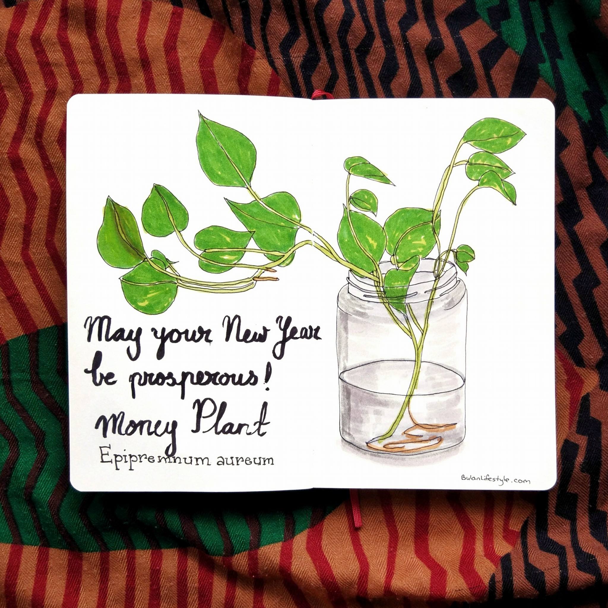 30+ Potted Money Plant Illustrations, Royalty-Free Vector Graphics & Clip  Art - iStock