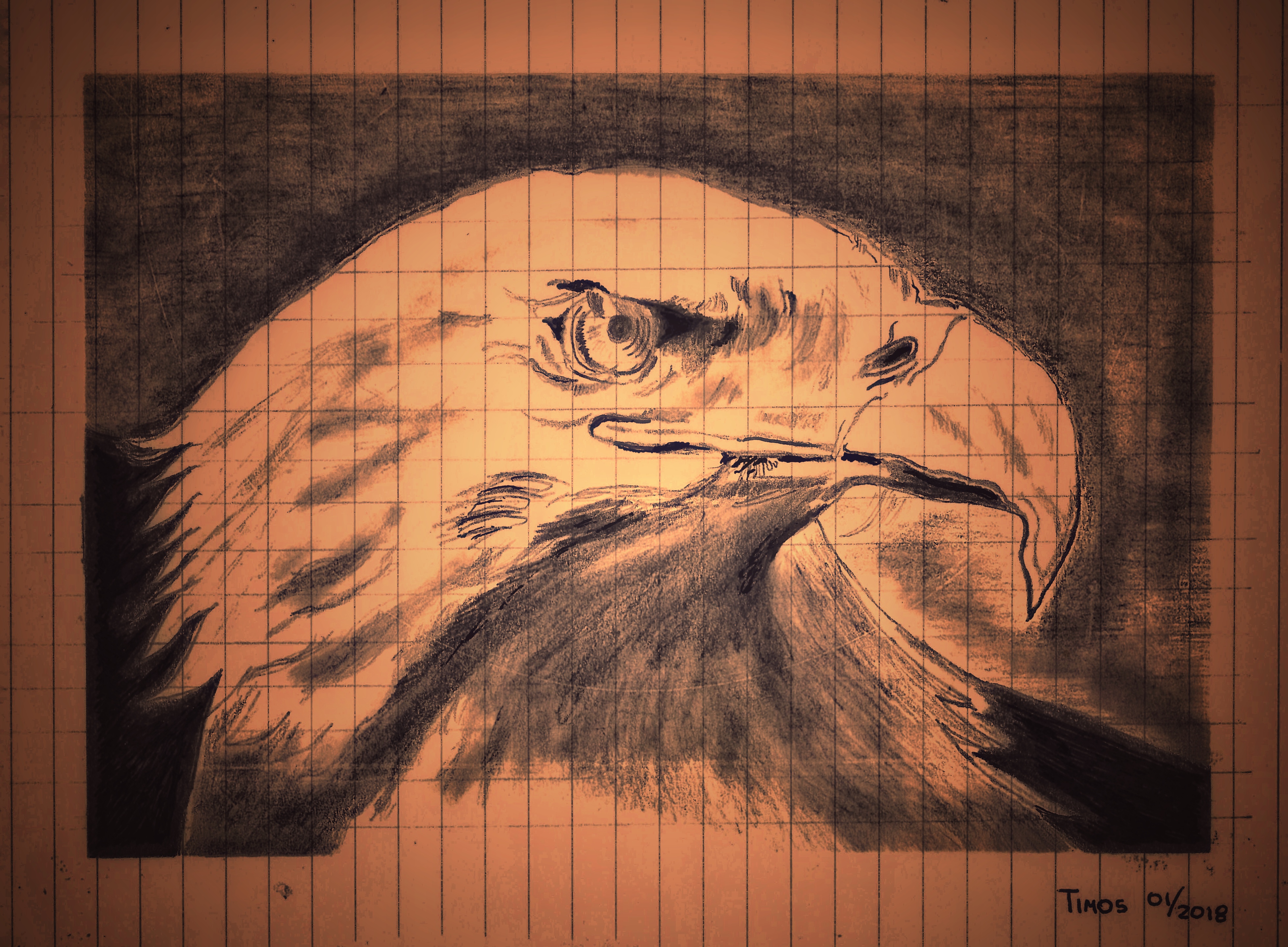 bald eagle