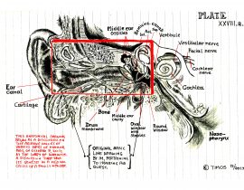 inner ear explorations