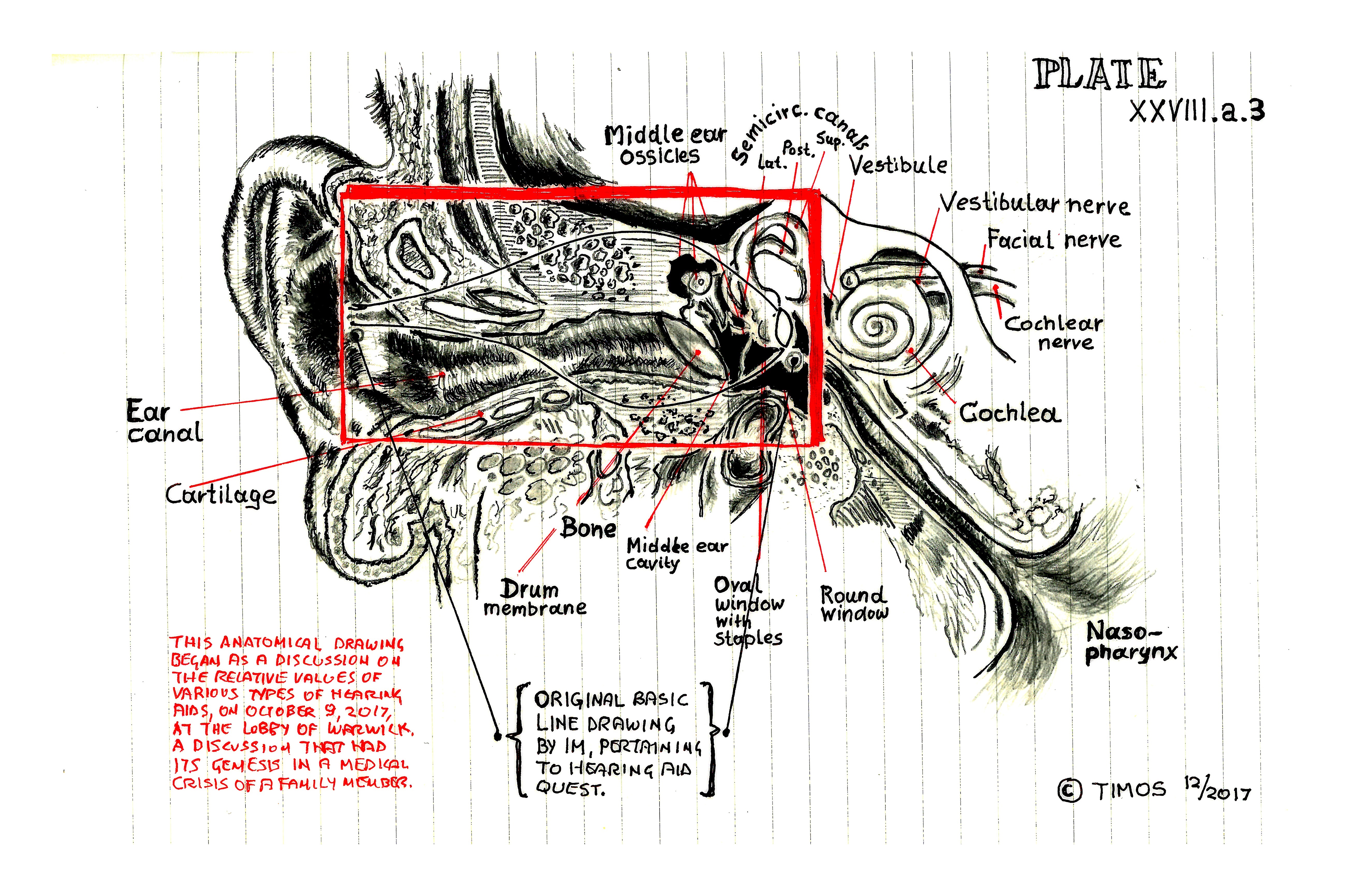 inner ear explorations