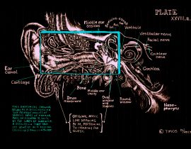 inner ear findings