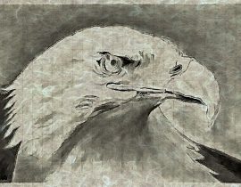 bald eagle