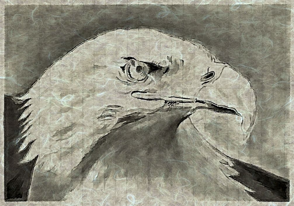 bald eagle