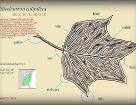 liliodentron tulipifera