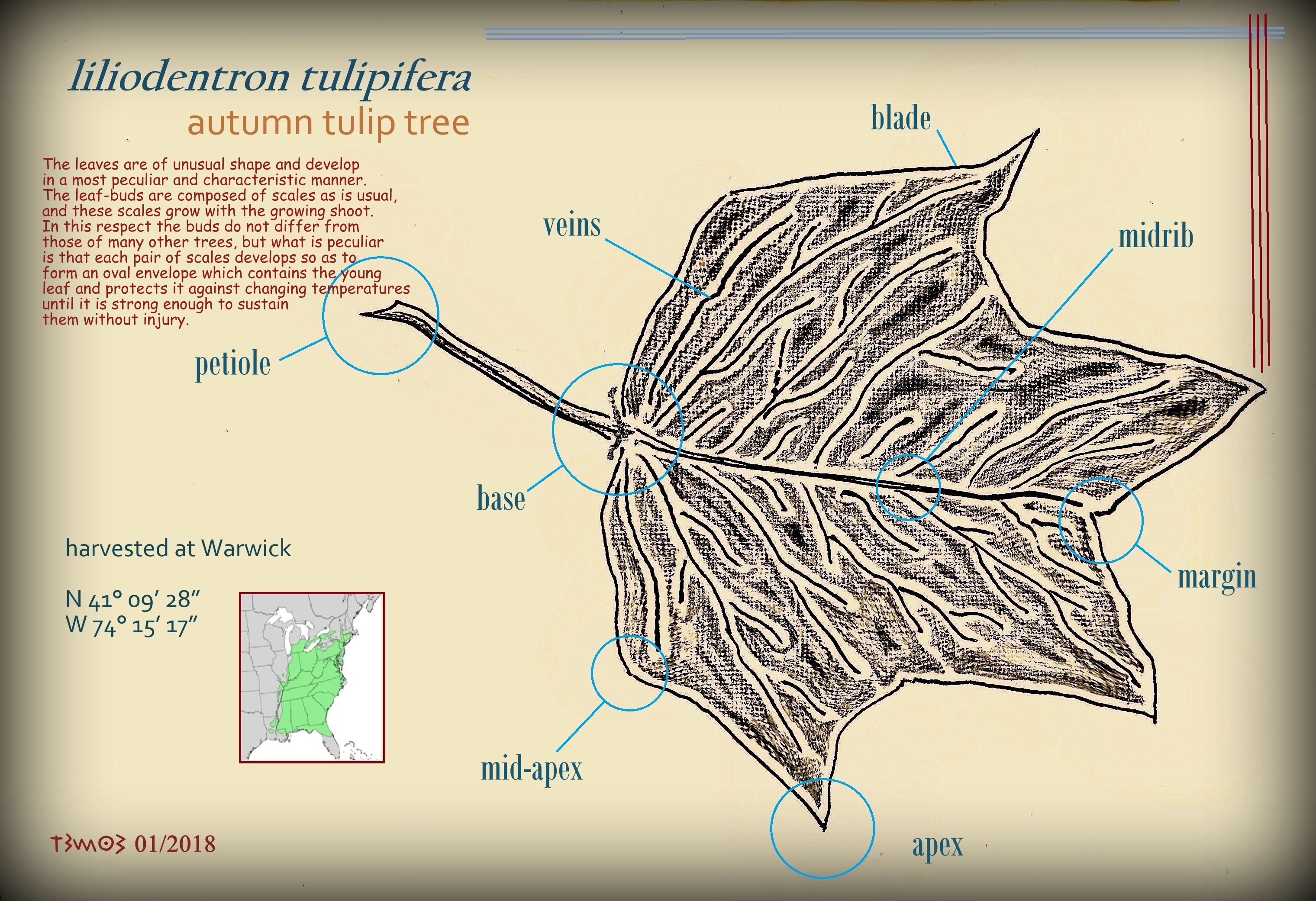 liliodentron tulipifera