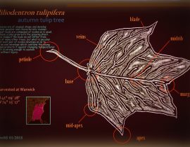 liliodentron tulipifera