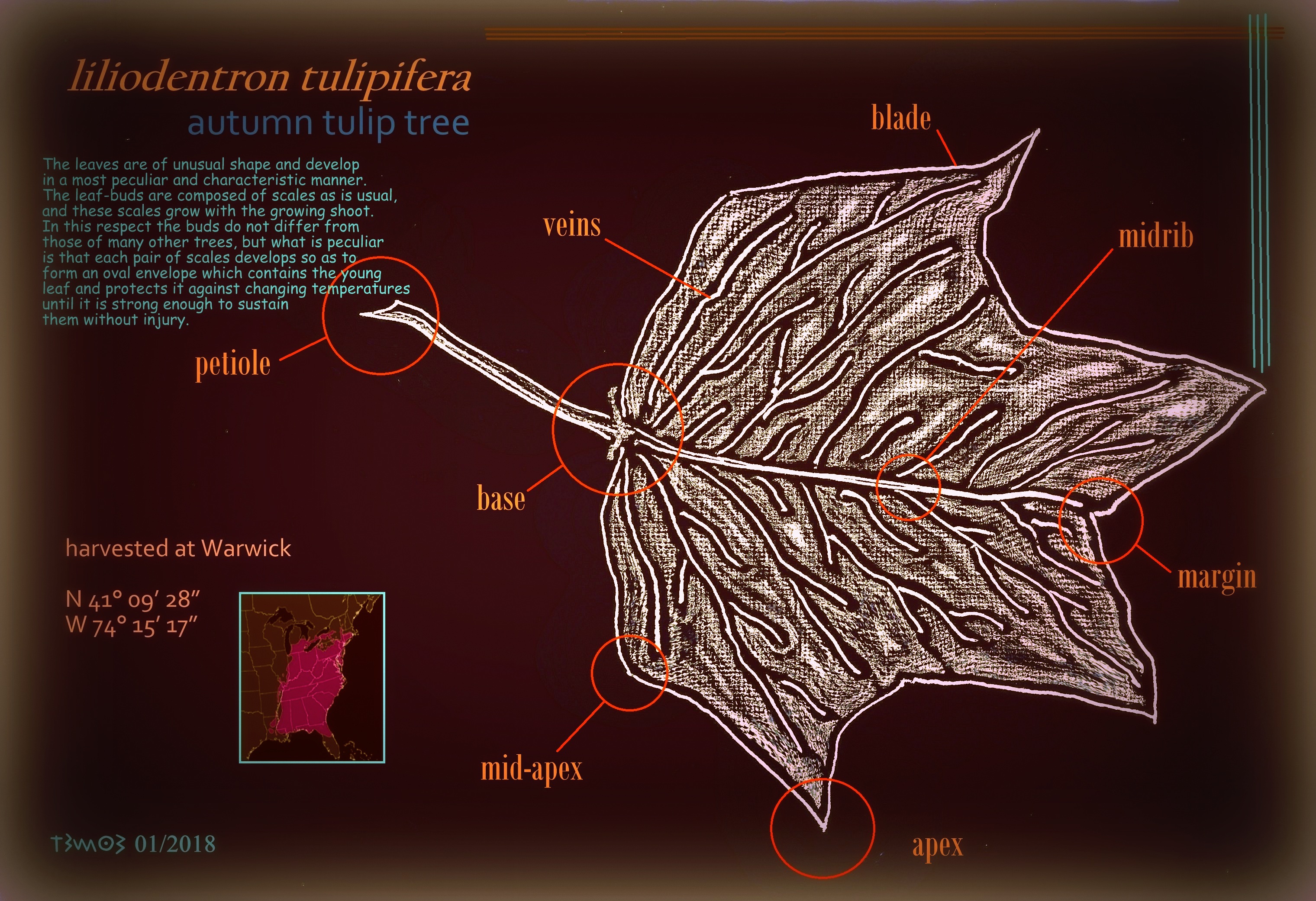 liliodentron tulipifera