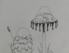 Coprinus Comatus