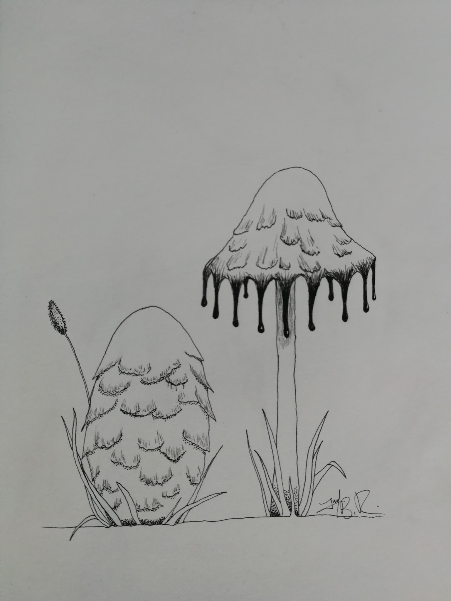 Coprinus Comatus