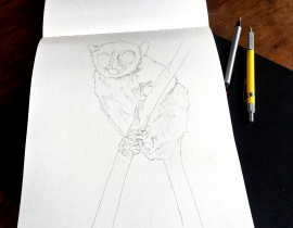 Mouse lemur drawing perched