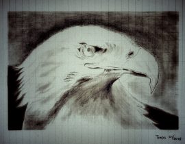 bald eagle