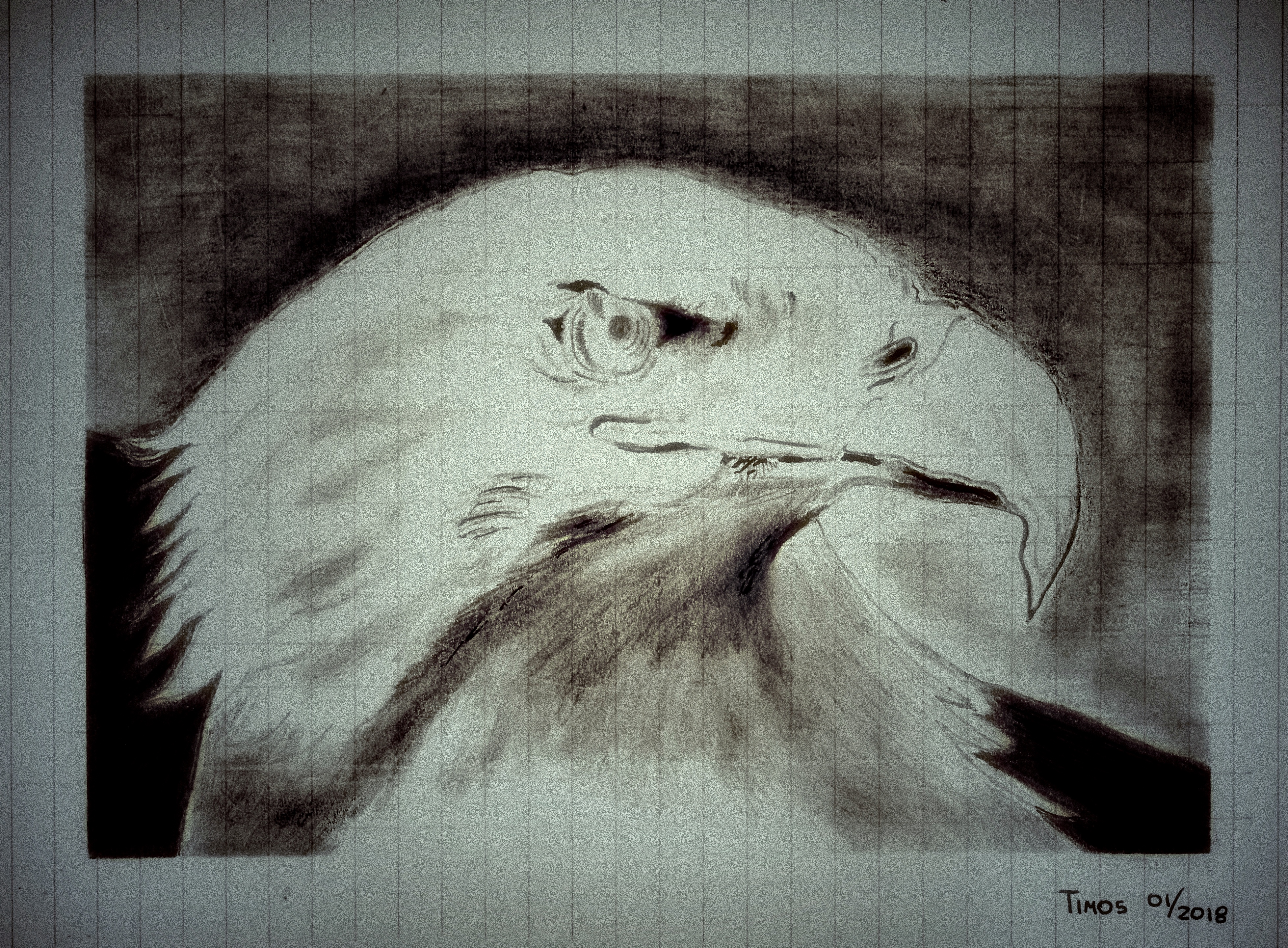 bald eagle