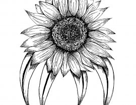 Sunflower with four leaves