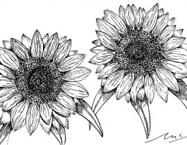 OG Sunflowers