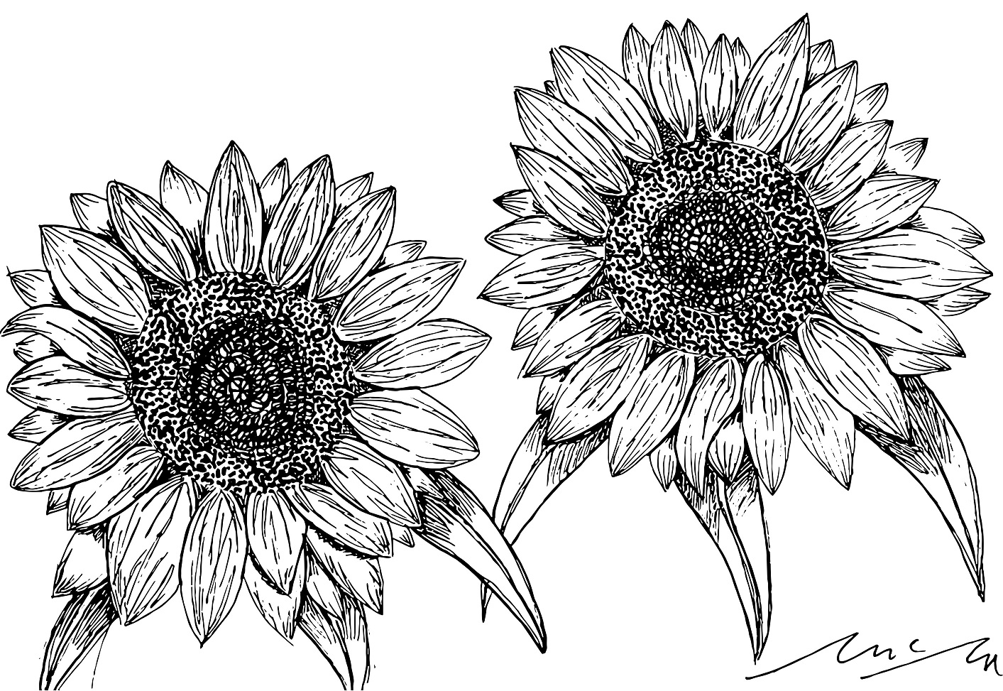 OG Sunflowers