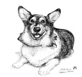 My Corgi