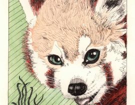 Red Panda ink drawing