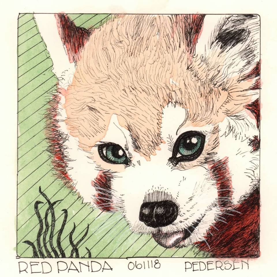 Red Panda ink drawing