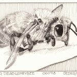Honeybee Ink Drawing