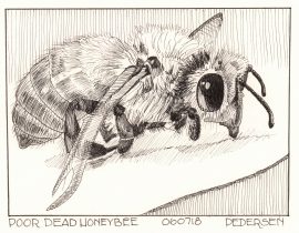 Honeybee Ink Drawing