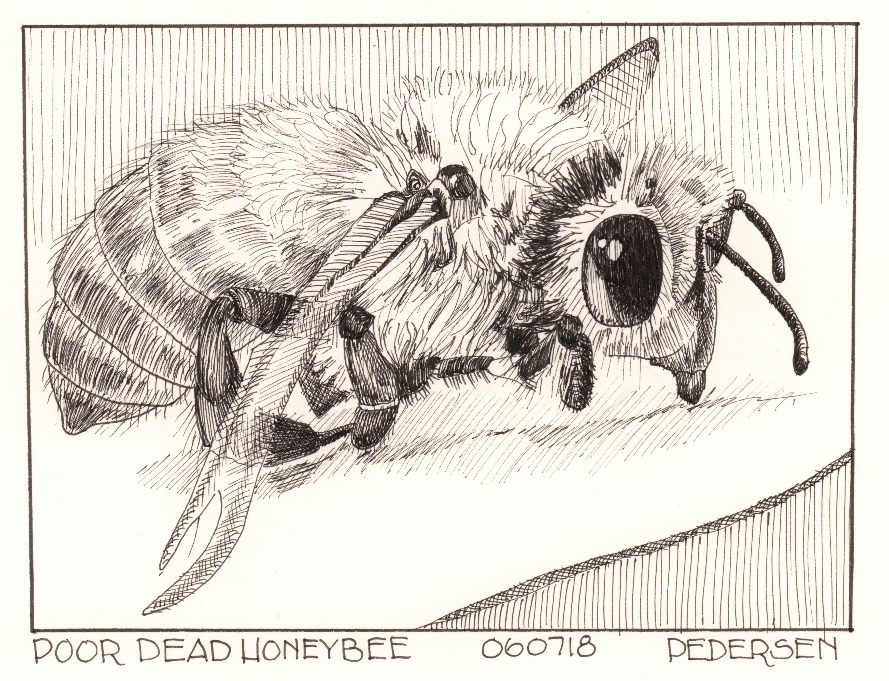 Honeybee Ink Drawing