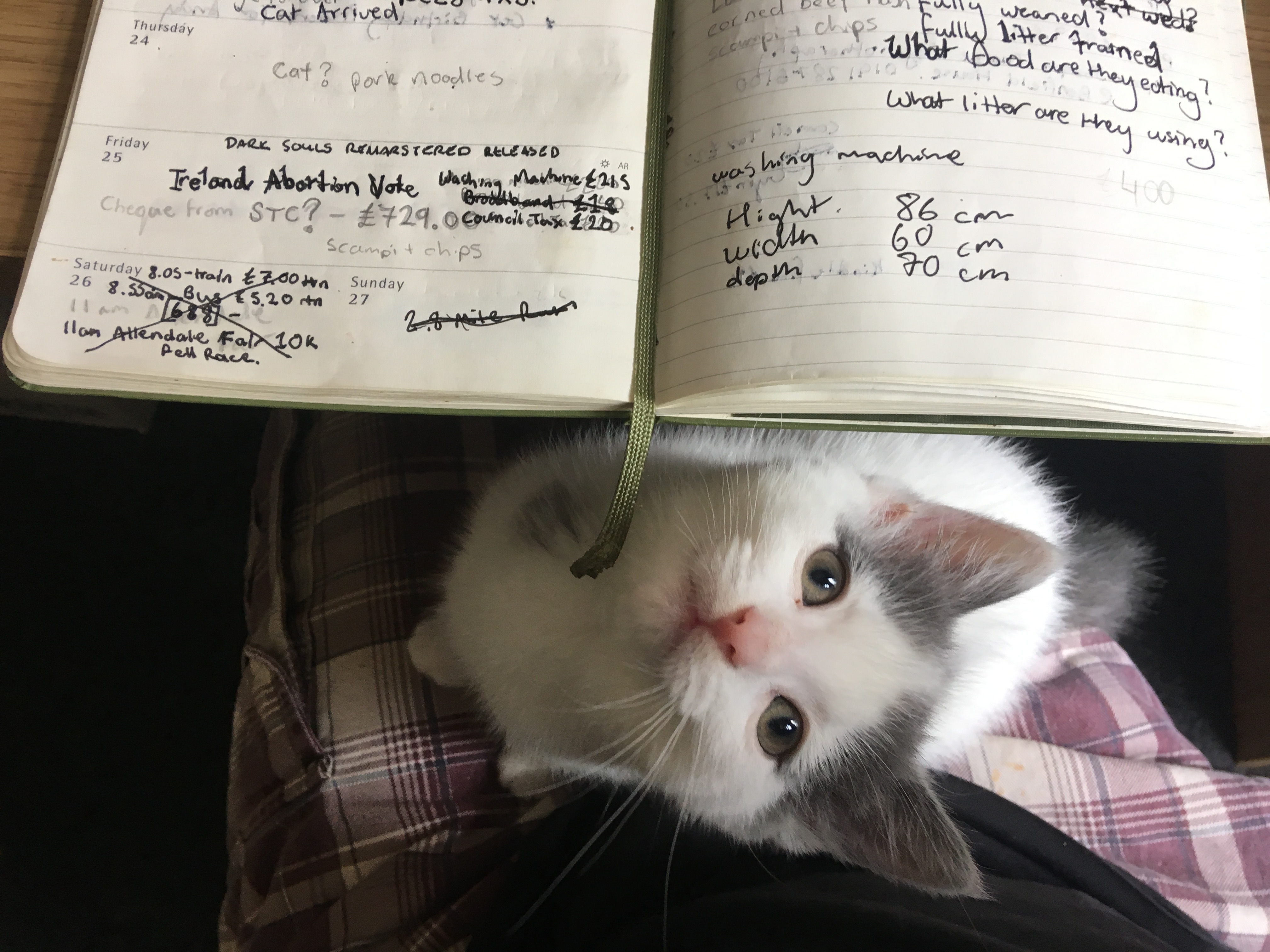 Important Cat Business - myMoleskine Community