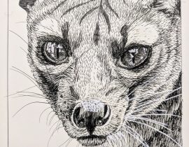 Fossa ink drawing