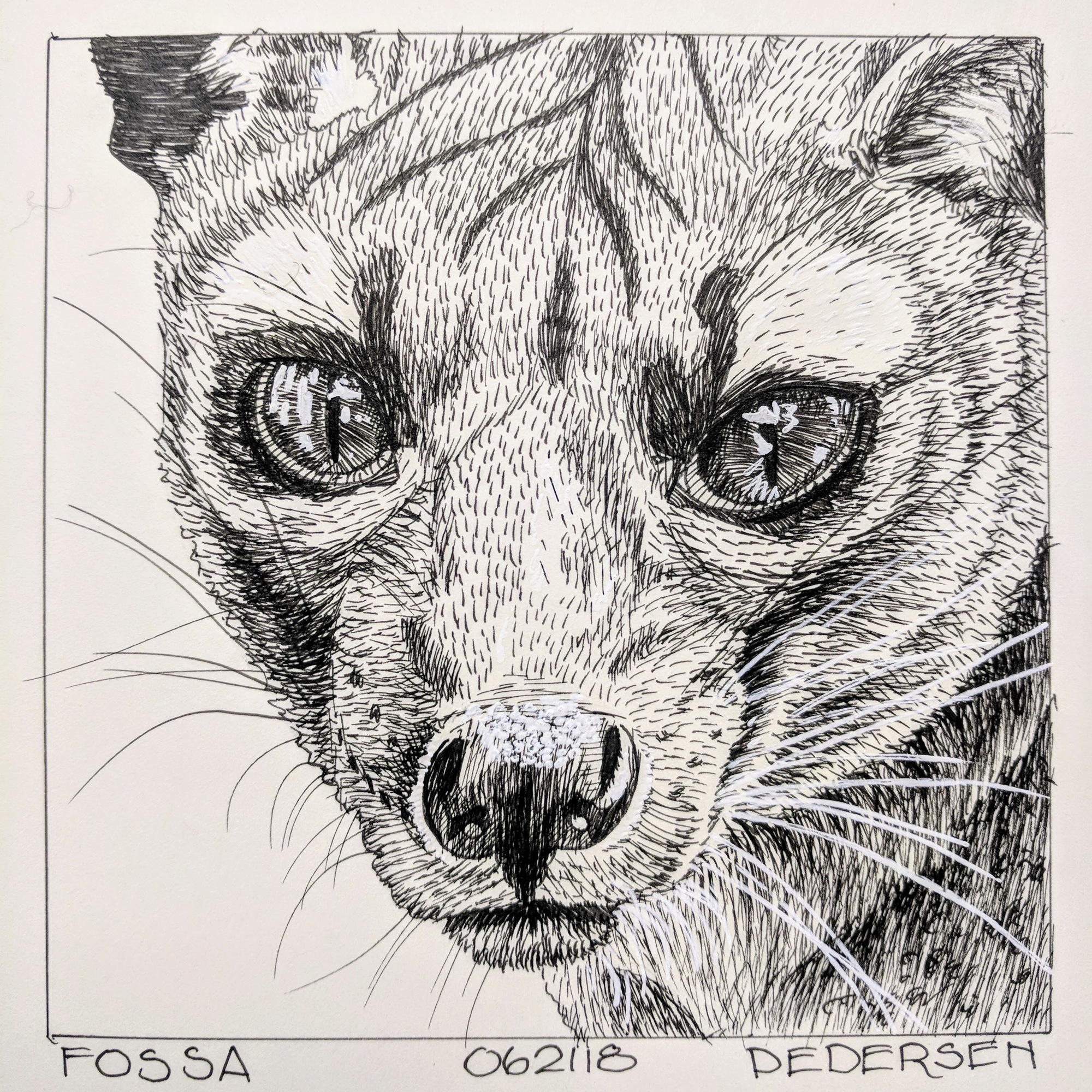 Fossa ink drawing