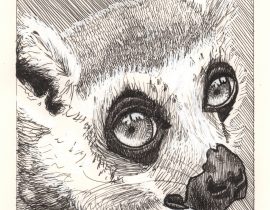 Ring-tailed Lemur Ink Drawing