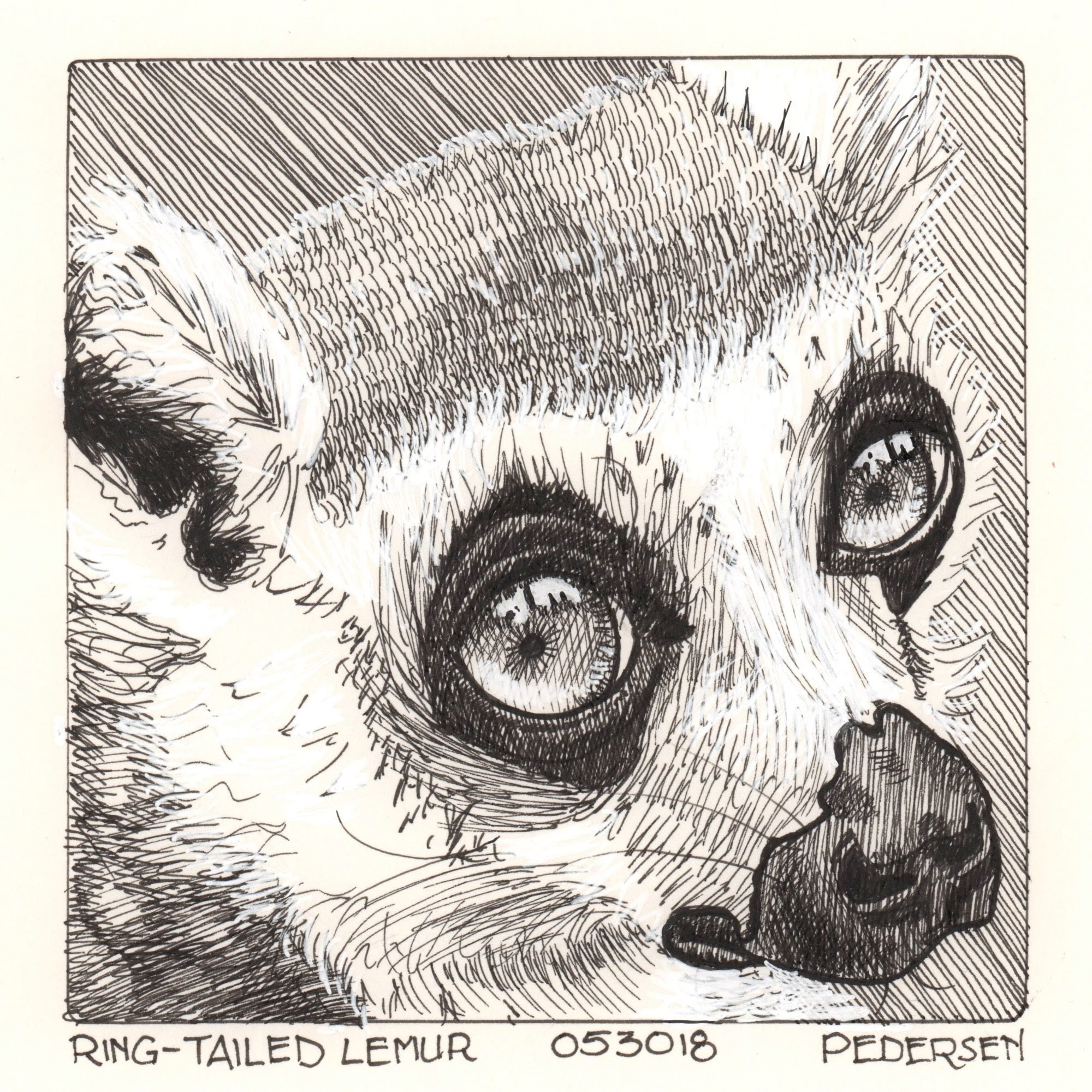 Ring Tailed Lemur Ink Drawing Mymoleskine Community