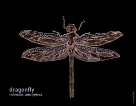 dragonfly