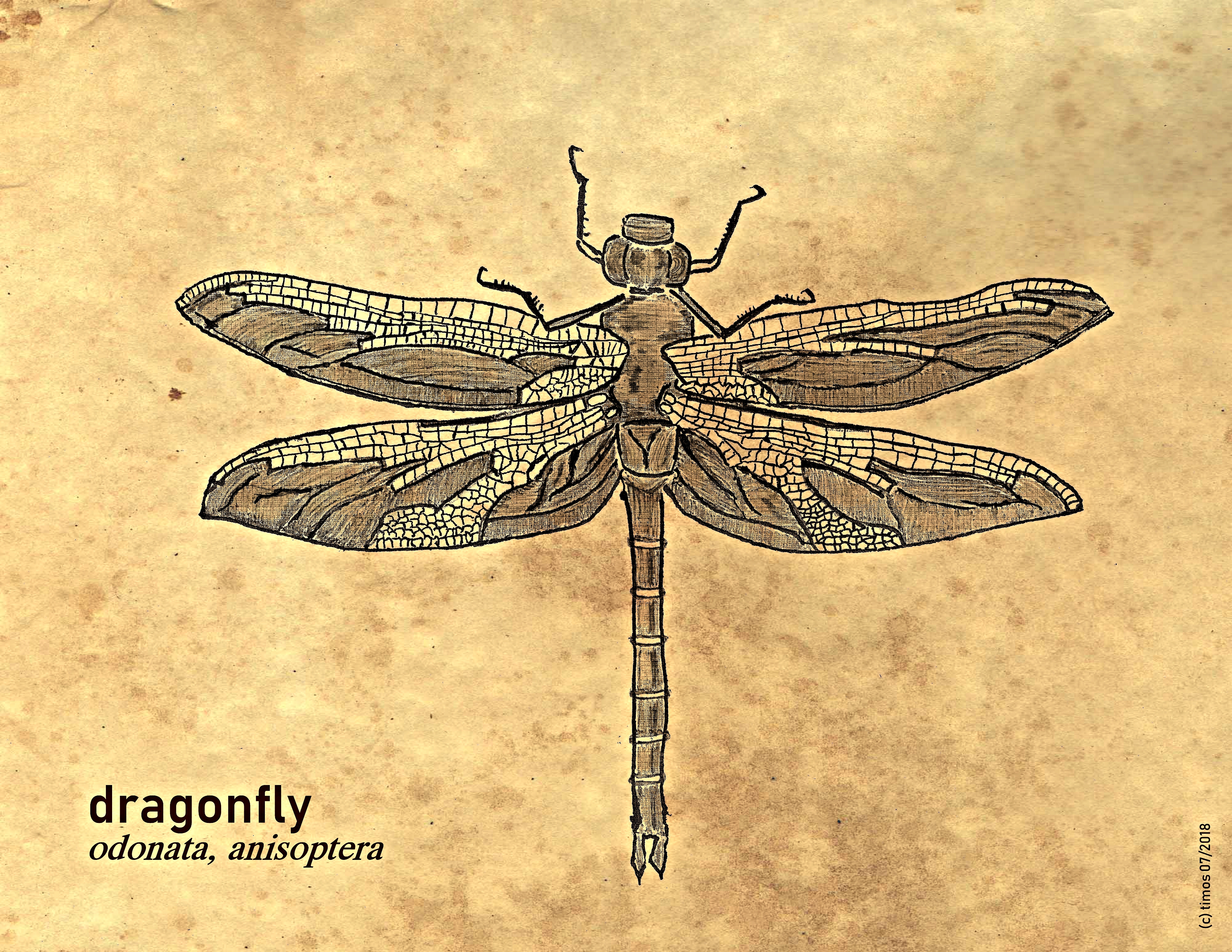 dragonfly