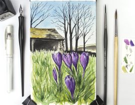 Purple Crocuses