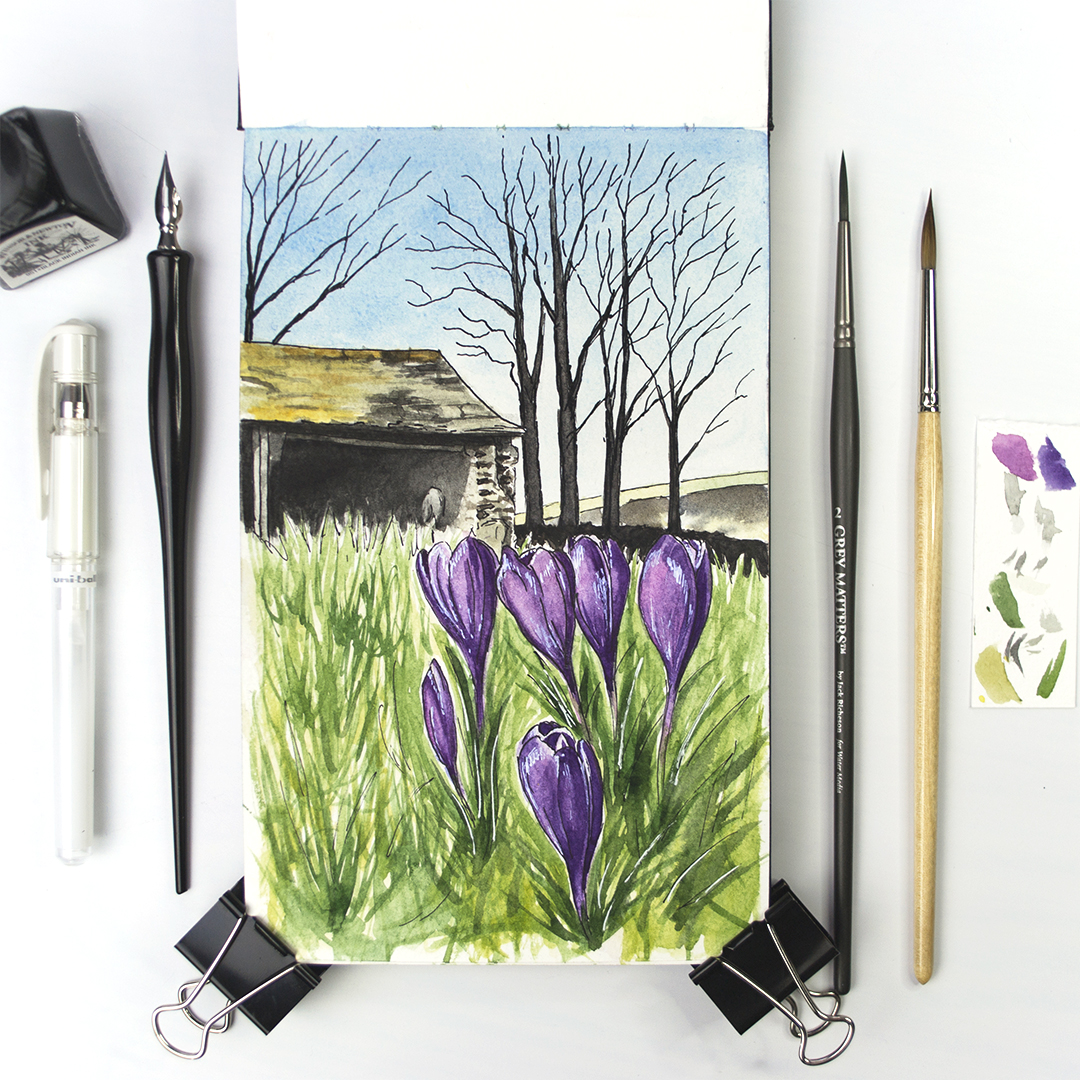 Purple Crocuses