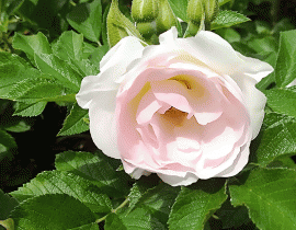 “Rose fragrance”