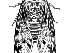 study of a cicada