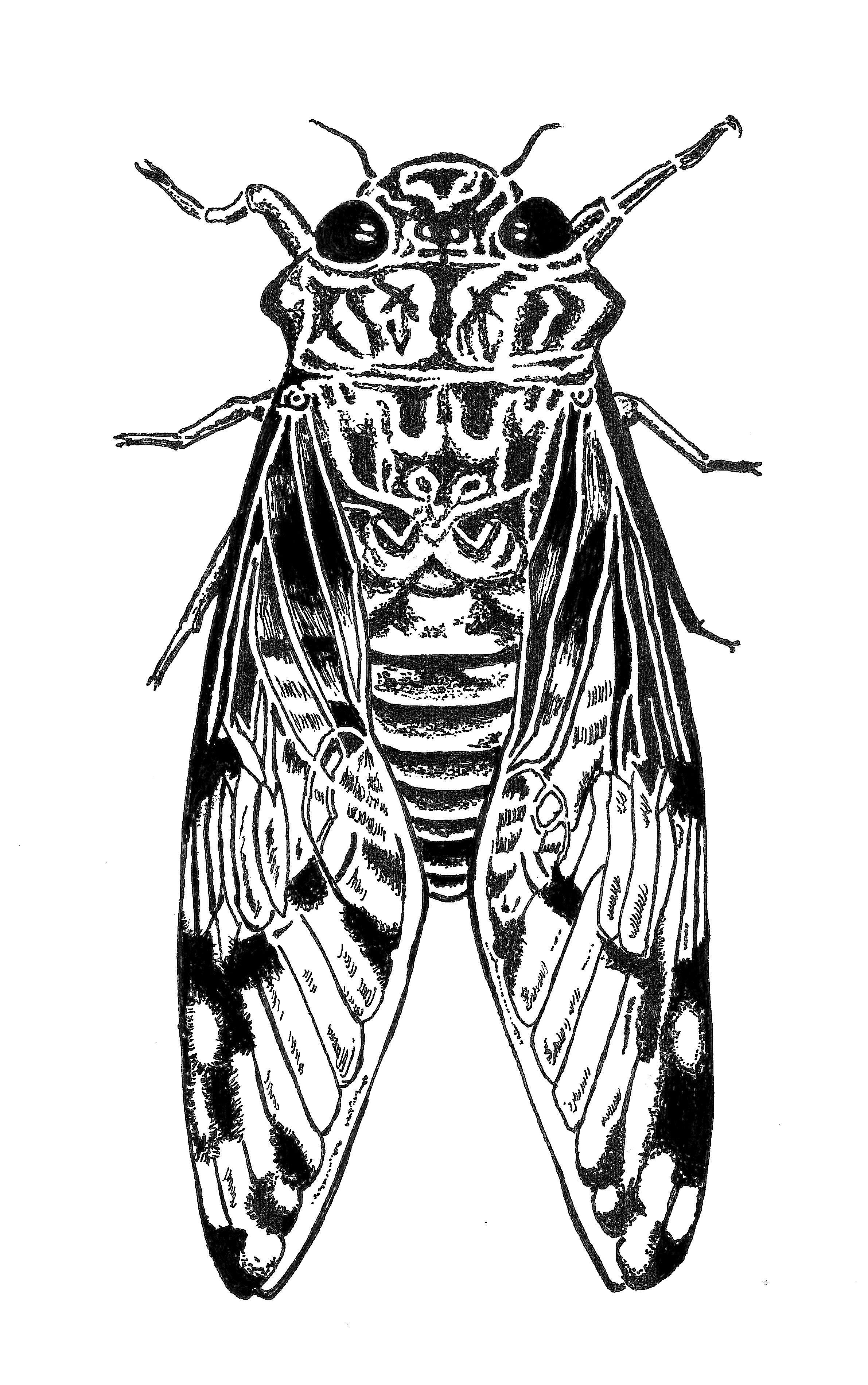 study of a cicada