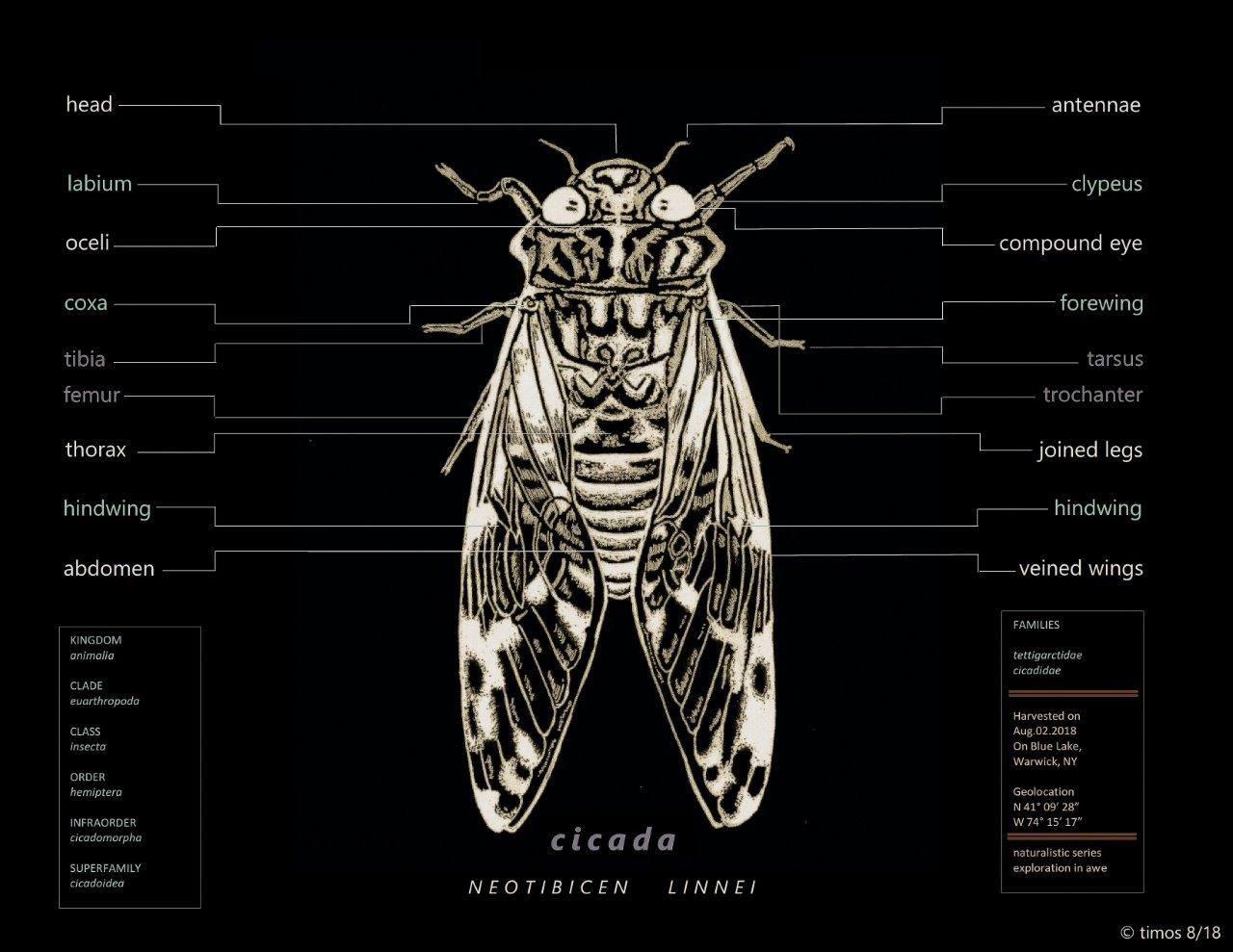 cicada capta