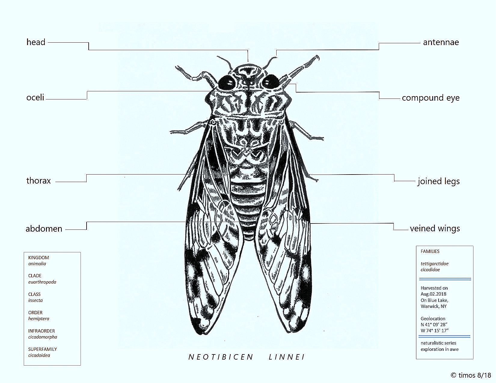 cicada