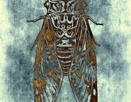 cicada capta