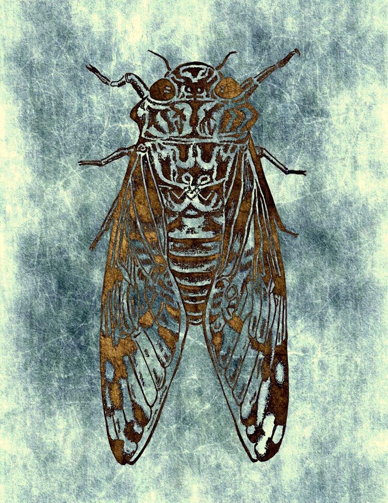 cicada capta