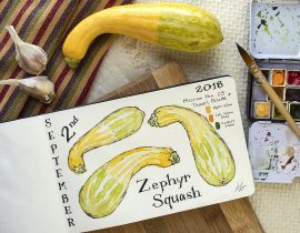 Zephyr Squash