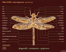 dragonfly muerta