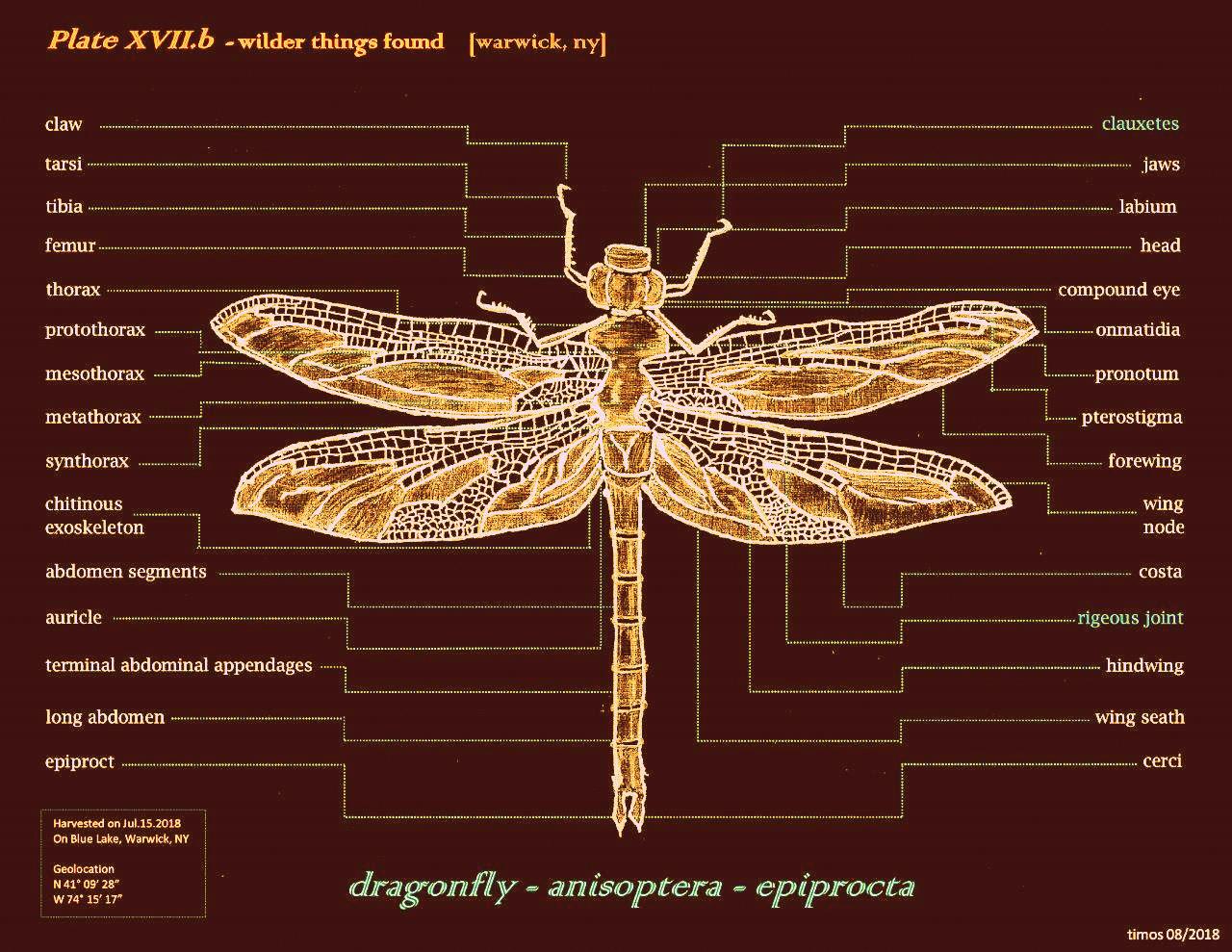 dragonfly muerta
