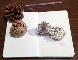 Pine cones