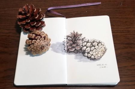 Pine cones