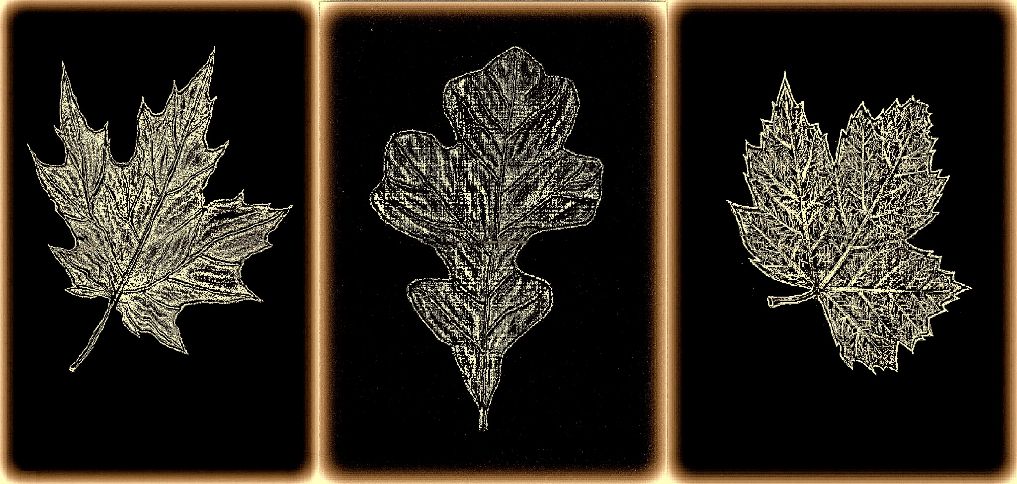 leaves triptych