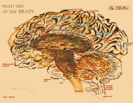 right side of the brain