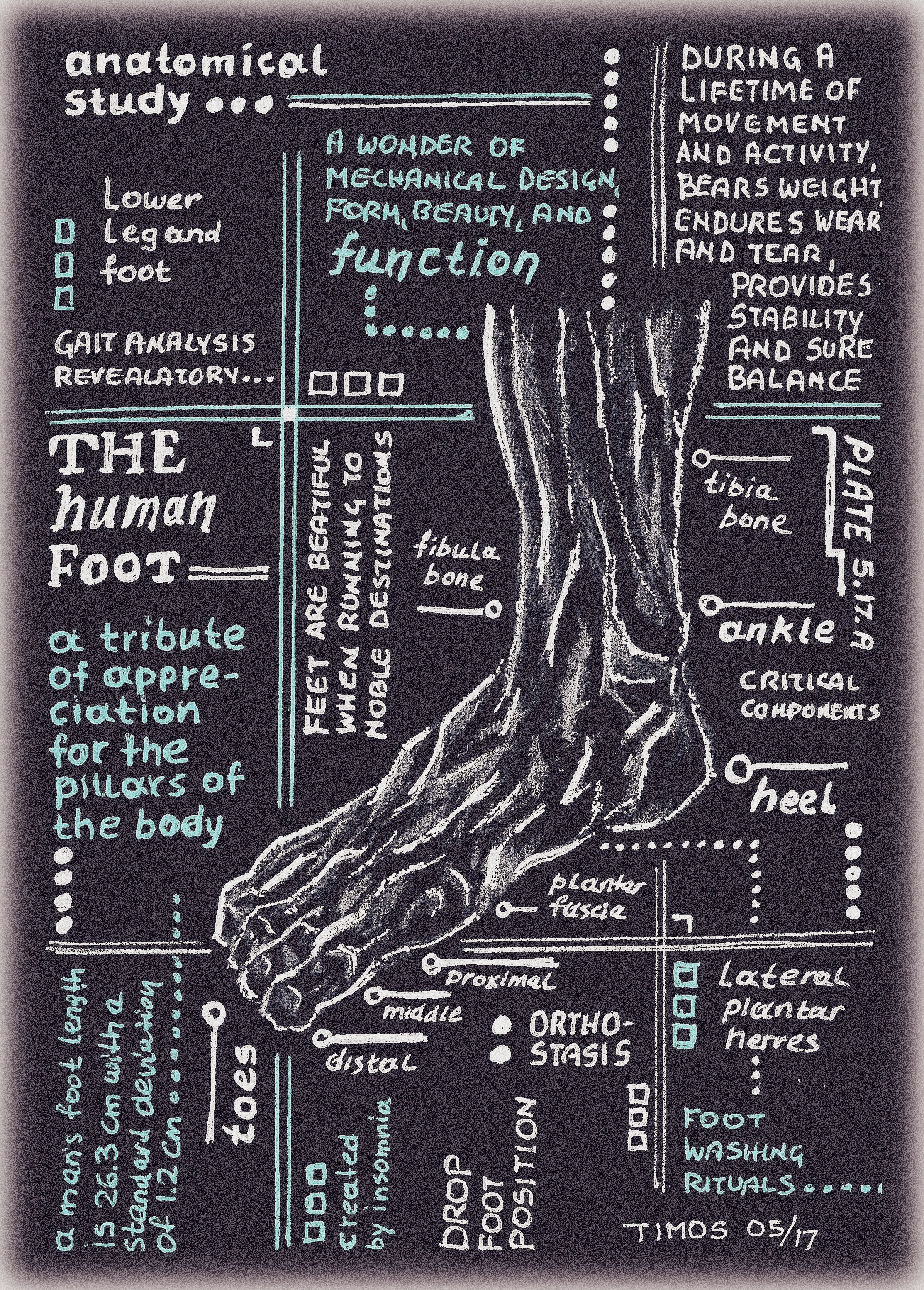 foot – anatomical