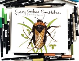 Gypsy cuckoo bumblebee